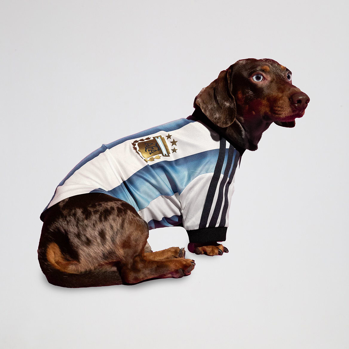 Camiseta Argentina adidas 26 para Mascota,  image number null